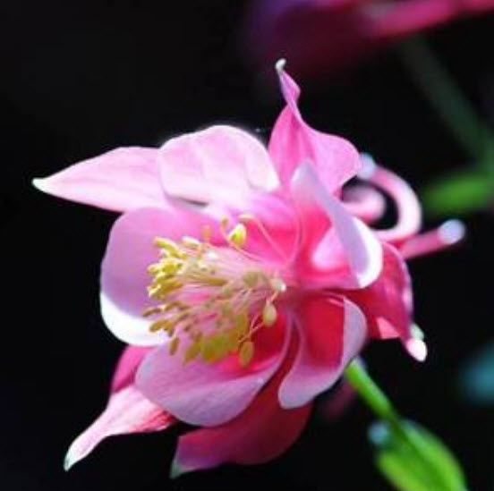 โคลัมบายน์ พิ้งค์ (Pink Aquilegia / Columbine) / 50 เม็ด