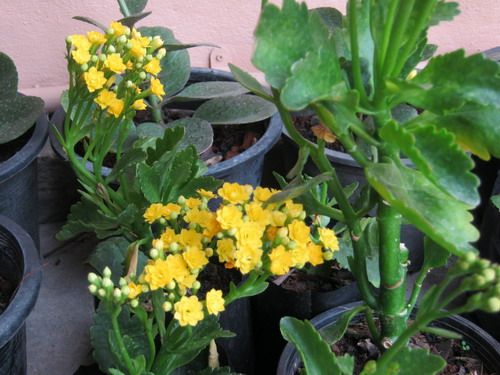 ต้นกุหลาบหิน (Kalanchoe) สีเหลือง ซ้อน Size-M / ต้น