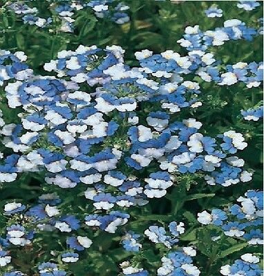เนมีเซีย ไวท์ บลู เคแอลเอ็ม (Nemesia White Blue KLM) / 1,100 เม็ด (UK)
