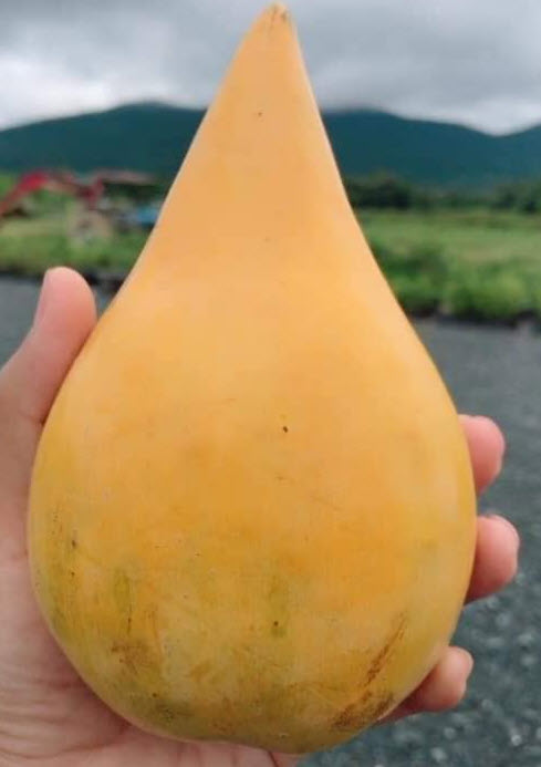 ต้นเซียนท้อ ม่อนไข่ ละมุดอินเดีย ต้นใหญ่ ไซส์เข่ง พร้อมปลูก ติดผลเร็วทันใจ