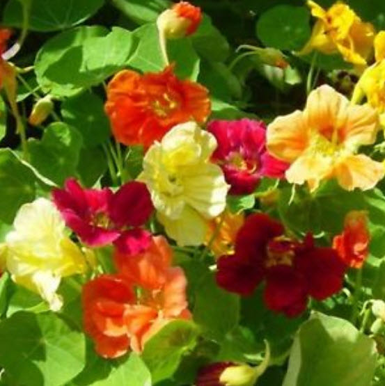 แนสเตอเตียม (Nasturtium) ซ้อน คละสี / 10 เม็ด (Ukraine)