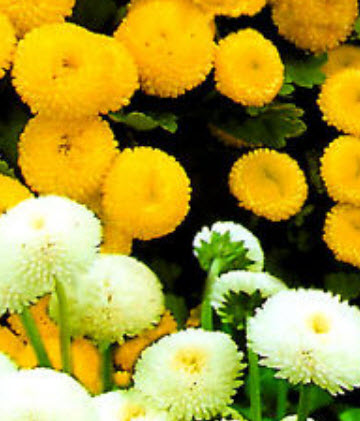 เบญจมาศ (Chrysanthemum parthenium) คละ 2 สี / 1,000 เม็ด (UK)