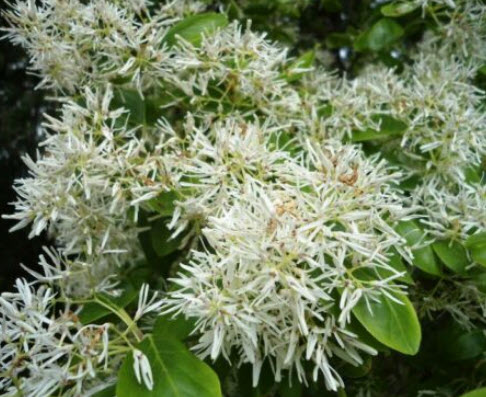 ฟริงก์ หรือไวท์ ฟริงก์ (Fringe tree) / 5 เม็ด (USA) หายากมาก