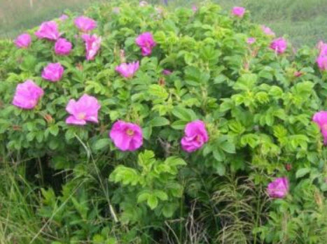 กุหลาบญี่ปุ่น (Rugosa Rose) / 20 เม็ด (Russia)