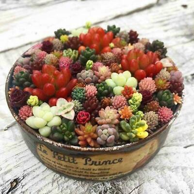 พืชอวบน้ำจิ๋ว (Mini Succulents) คละ / 100 เม็ด