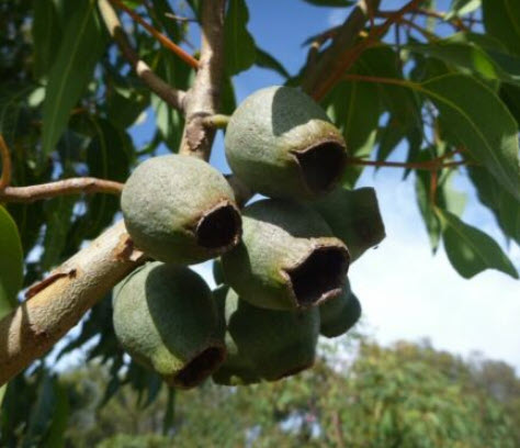 ยูคาลิปตัสแดง / ยูคาลิปตัสออสเตรเลีย (Corymbia ficifolia) / 10 เม็ด (Australia) *