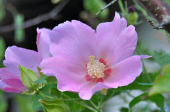 พุดตาน กลีบชั้นเดียว (Single Cotton rose) / 5 เม็ด (USA)