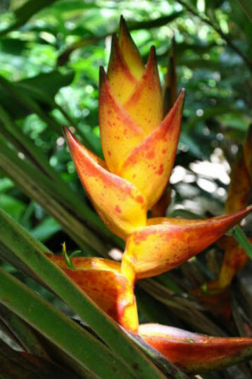 เฮลิโคเนีย (Heliconia champneiana - Splash) / 5 เม็ด (Portugal)