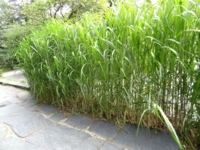 หญ้ามิสแคนทัส (Big Miscanthus) / 50 เม็ด (Germany)