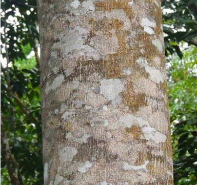 ต้นรุทรักษะ หรือ น้ำตาพระศิวะ กระถาง 8 นิ้ว สูง 20-30 ซ.ม.