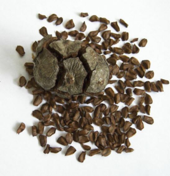 สน เมดิเตอเรเนียน ไซเปรซ หรือ อิตาเลียน ไซเปรซ / 100 เม็ด (Russia)