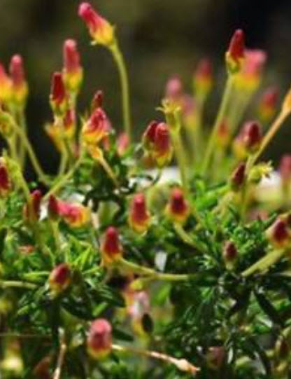 อ็อคซาลิส (Oxalis Versicolor) / ซอง 100 เม็ด (S058)