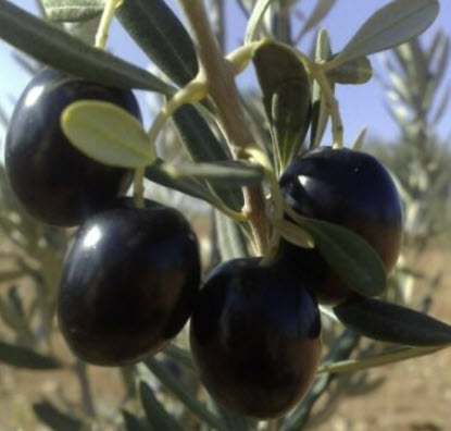 มะกอกโอลีฟ (Olive / Olea europaea) / 4 เม็ด (Turkey) *