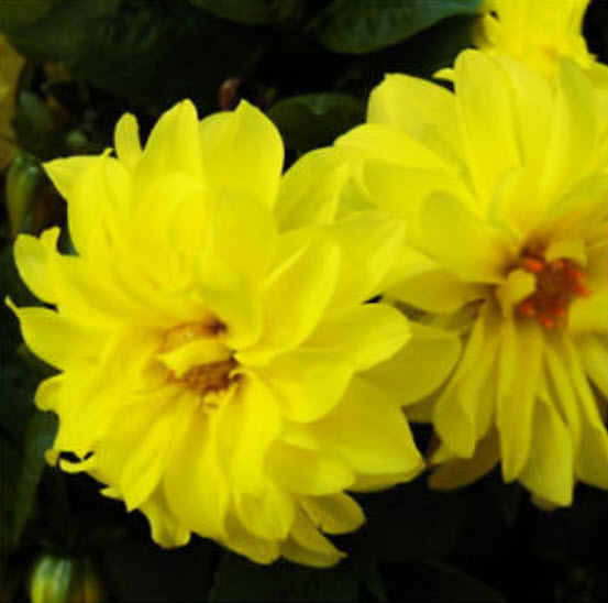 รักเร่ สีเหลือง / 100 เม็ด (S045-3)