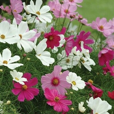 ดาวกระจาย โซนาต้า (Cosmos - Sonata) คละ / 25 เม็ด (UK)