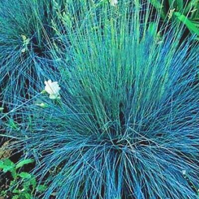 หญ้าสับปะรด (Pineapple grass) สีม่วง-เขียว / 100 เม็ด