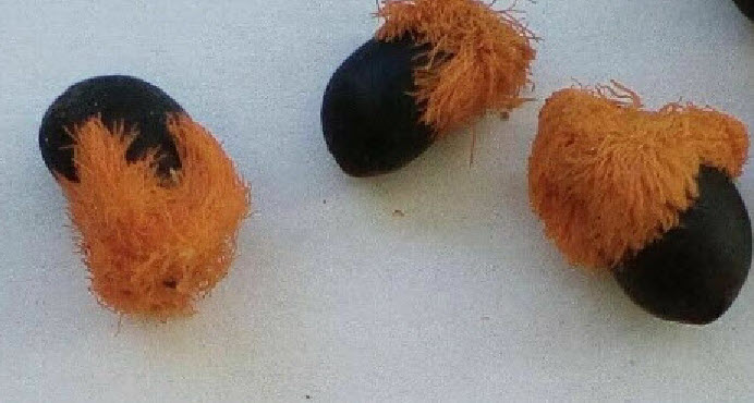 ปักษาสวรรค์ สีขาว (Strelitzia nicolai) พันธุ์ต้นใหญ่ / 5 เม็ด (Italy)