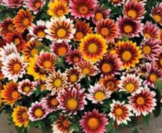 กาซาเนีย (Gazania) คละ / 50 เม็ด (USA)