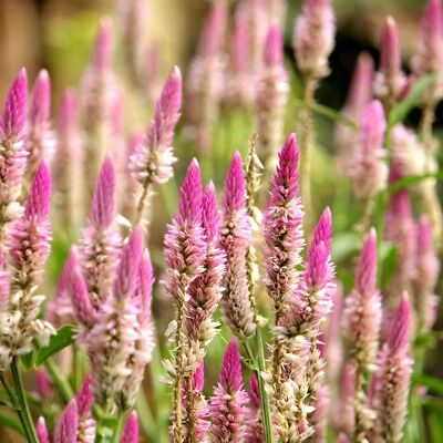 หงอนไก่ ฟลามิงโก (Flamingo Cockscomb) / 360 เม็ด (Poland)