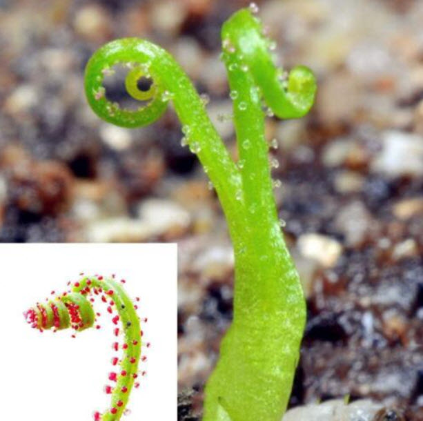 สนน้ำค้างโปรตุเกส (Drosophyllum) / 100 เม็ด