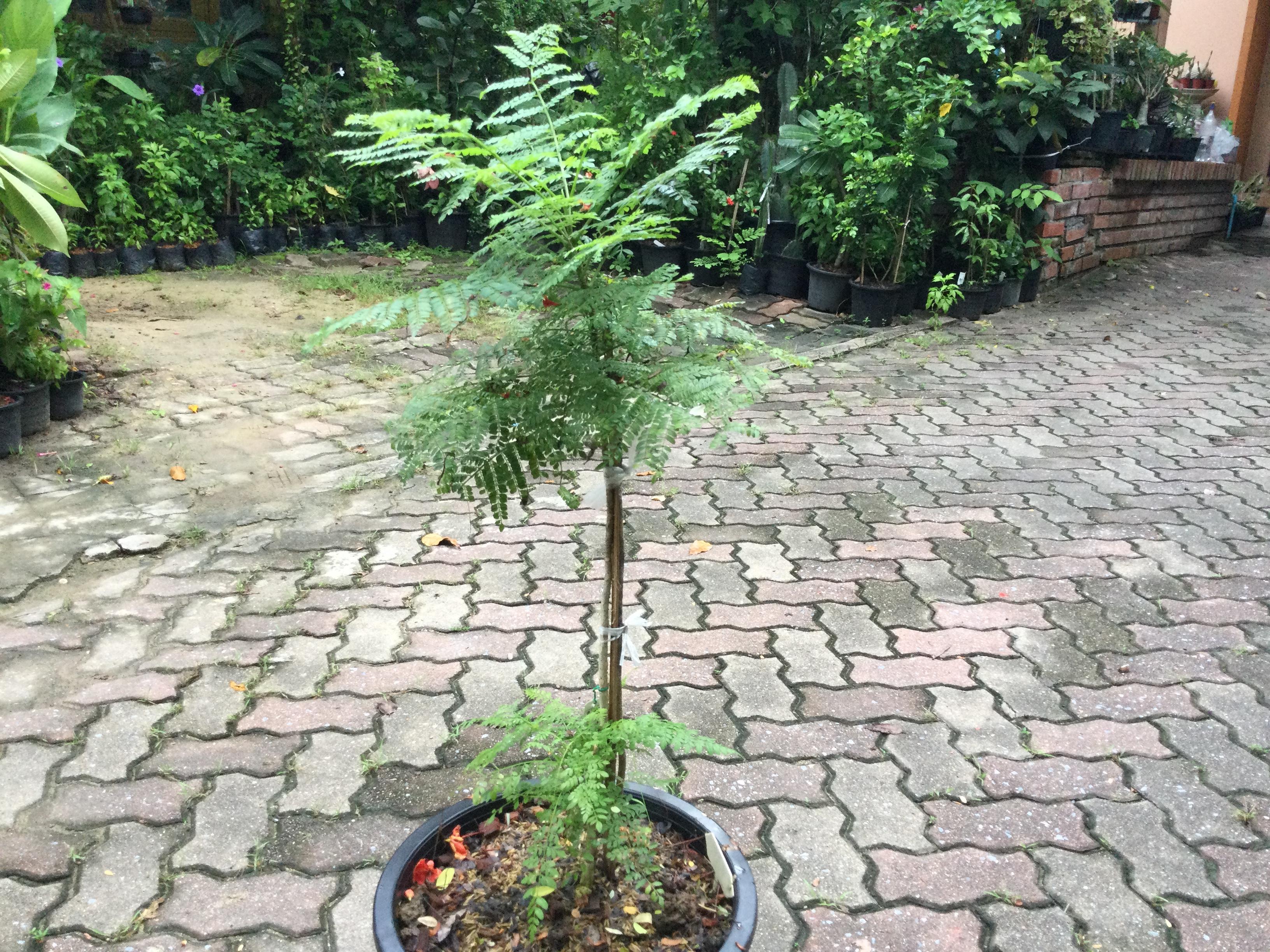 ต้นศรีตรัง กระถาง 12 นิ้ว สูง 85-100 ซ.ม./ ต้น