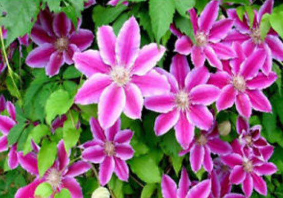 เคล็มแมททิส (Clematis) คละสี คละแบบ / 50 เม็ด