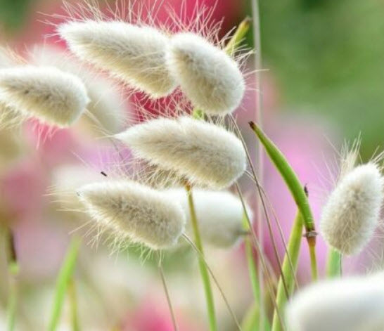 หญ้าหางกระต่าย (Bunny's Tail Grass) / 1,200 เม็ด (France)*