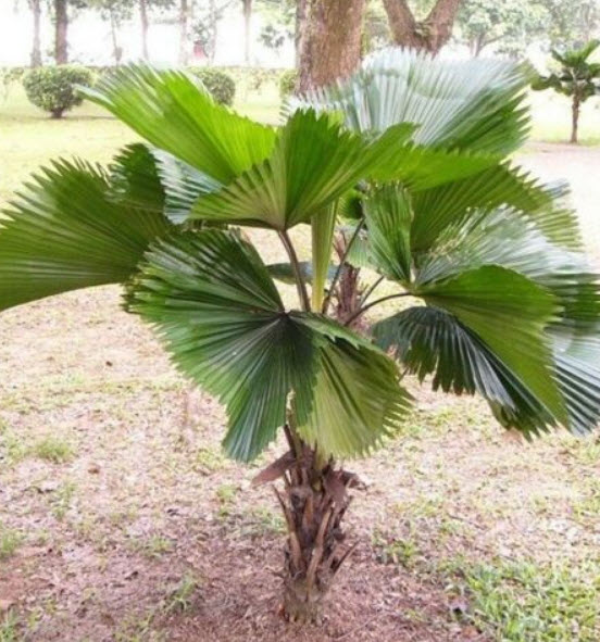 ปาล์มจีน หรือปาล์มเซี่ยงไฮ้ (Chinese Palm Tree) / 10 เม็ด (China)