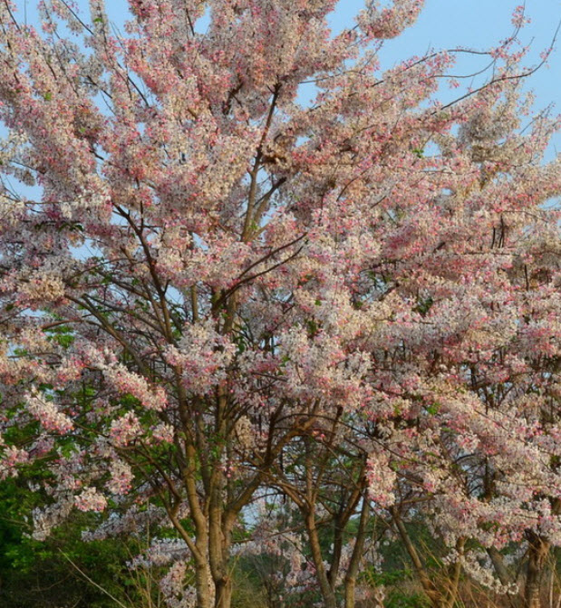 กัลปพฤกษ์ (Pink cassia) / 25 เม็ด (P2S)