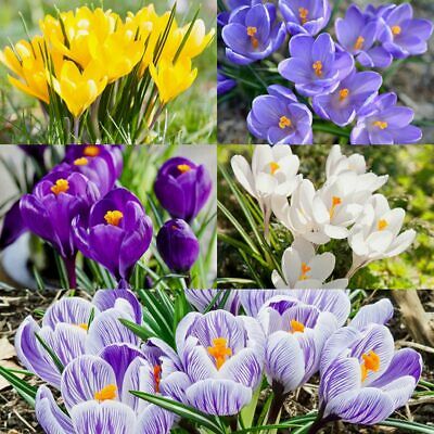 หญ้าฝรั่น (Saffron / Crocus) คละ / 50 เม็ด (Russia)