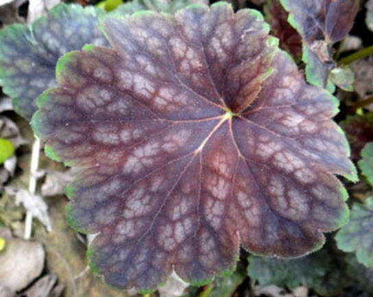 ฮิวเชร่า (Heuchera Marvelous Marble) / 75 เม็ด (Australia)