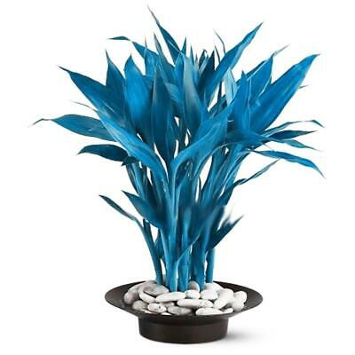 ไผ่บอนไซ (Bamboo bonsai) สีฟ้า / 40 เม็ด (China)