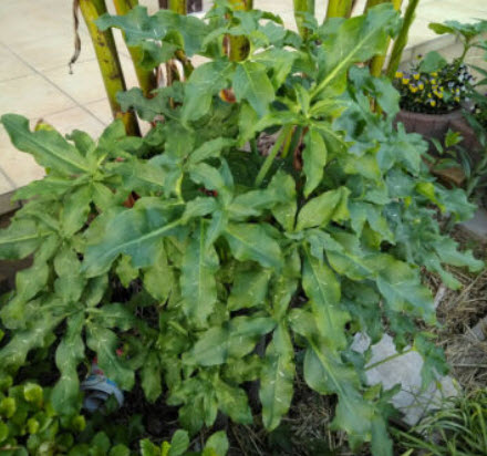 บุก Dragon Arum / Dracunculus vulgaris / 5 เม็ด (Czech)