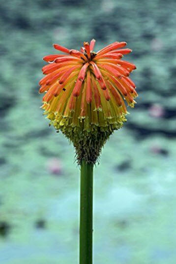 เรด ฮอท โป๊กเกอร์ (Red Hot Poker / Torch Lily) / 10 เม็ด (Germany)