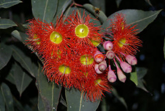 ยูคาลิปตัสแดง (Red Eucalyptus) / 25 เม็ด (Portugal)