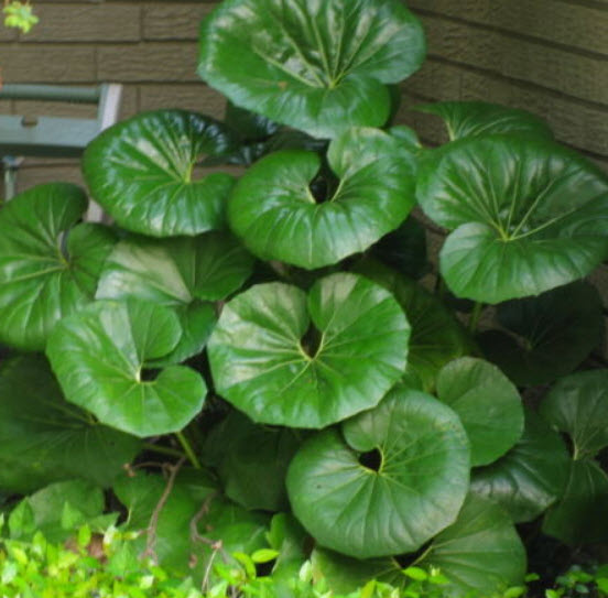 เสือดาว ใบใหญ่พิเศษ (Leopard plant) / 5 เม็ด (Malta)