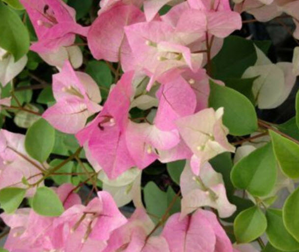 เฟื่องฟ้า สีชมพู / 50 เม็ด (นอก)