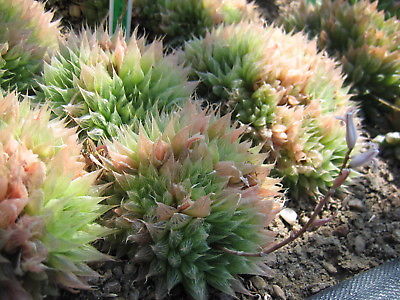 ฮาโวเทีย Haworthia pilifera cooperi / 100 เม็ด