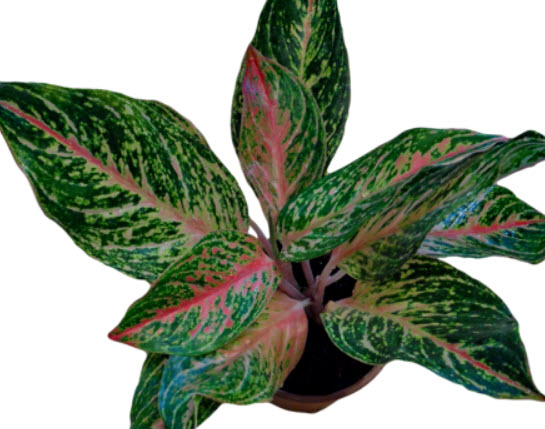 อโกลนีมา (Aglaonema) หรือเขียวหมื่นปี คละ / 50 เม็ด
