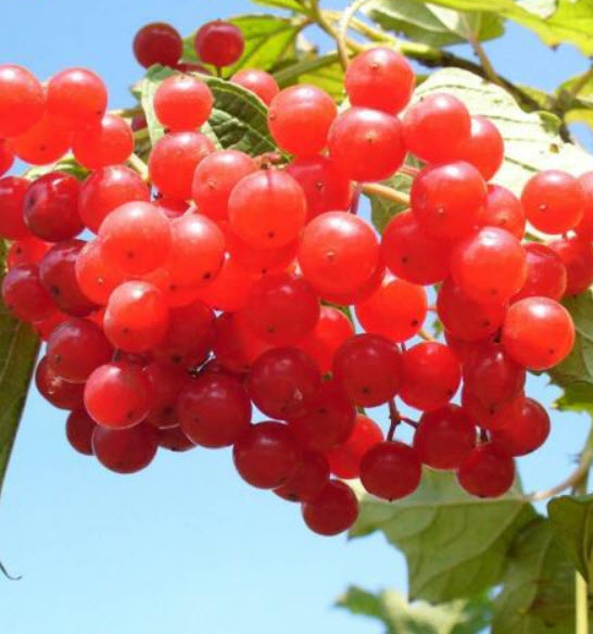 แครนเบอร์รี่ (Cranberry) / 100 เม็ด (นอก)