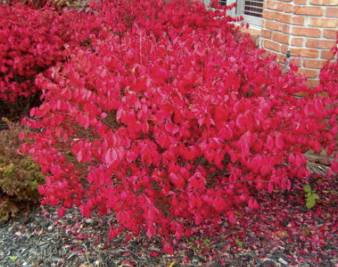 สปินเดิล (Spindle / Euonymus alatus) / 50 เม็ด (Russia)