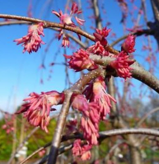 คัทซึระ ญี่ปุ่น (Japanese Katsura) / 100 เม็ด (UK)