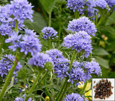 บลูเฮด กิเลีย (Bluehead Gilia / Gilia Capitata) / 1,000 เม็ด (Hungary)