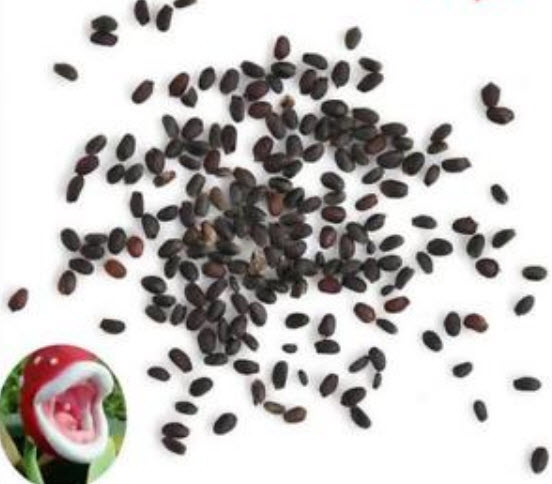 พืชกินแมลง โปเกมอน / 100 เม็ด (นอก)