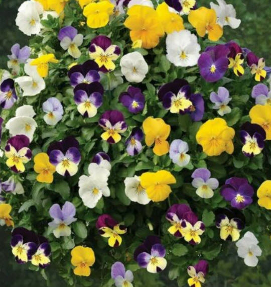 ไวโอลา หรือหน้าแมวจิ๋ว (Viola cornuta Bambini) คละ / 400 เม็ด (UK)
