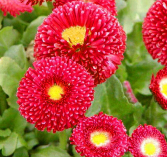 อิงลิช เดซี่ (English Daisy) สีแดง ดอกใหญ่ / 500 เม็ด (UK)