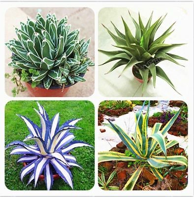 อะกาเว่ อเมริกานา (Agave Americana) คละ / 50 เม็ด