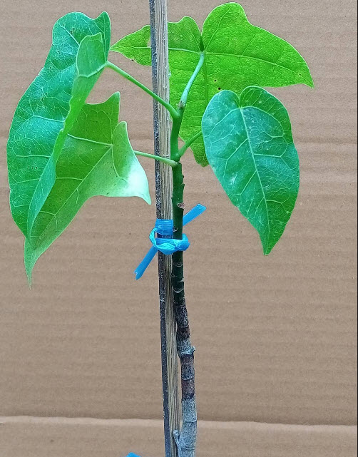 ต้นเพลิงภาณุ เปลวพระเพลิง สูง 35-50 ซ.ม.