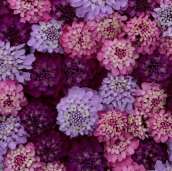 แคนดี้ทัฟท์ (Candytuft) คละ / 100 เม็ด