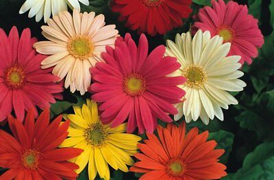 เยอบีร่า (Gerbera) คละ / 100 เม็ด (นอก)